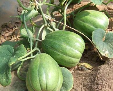 老瓜还能这样吃,探索创意烹饪新境界